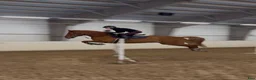 Hoppning hästar sökes: Sprang/allroundhest ønskes kjøpt - Annons 1