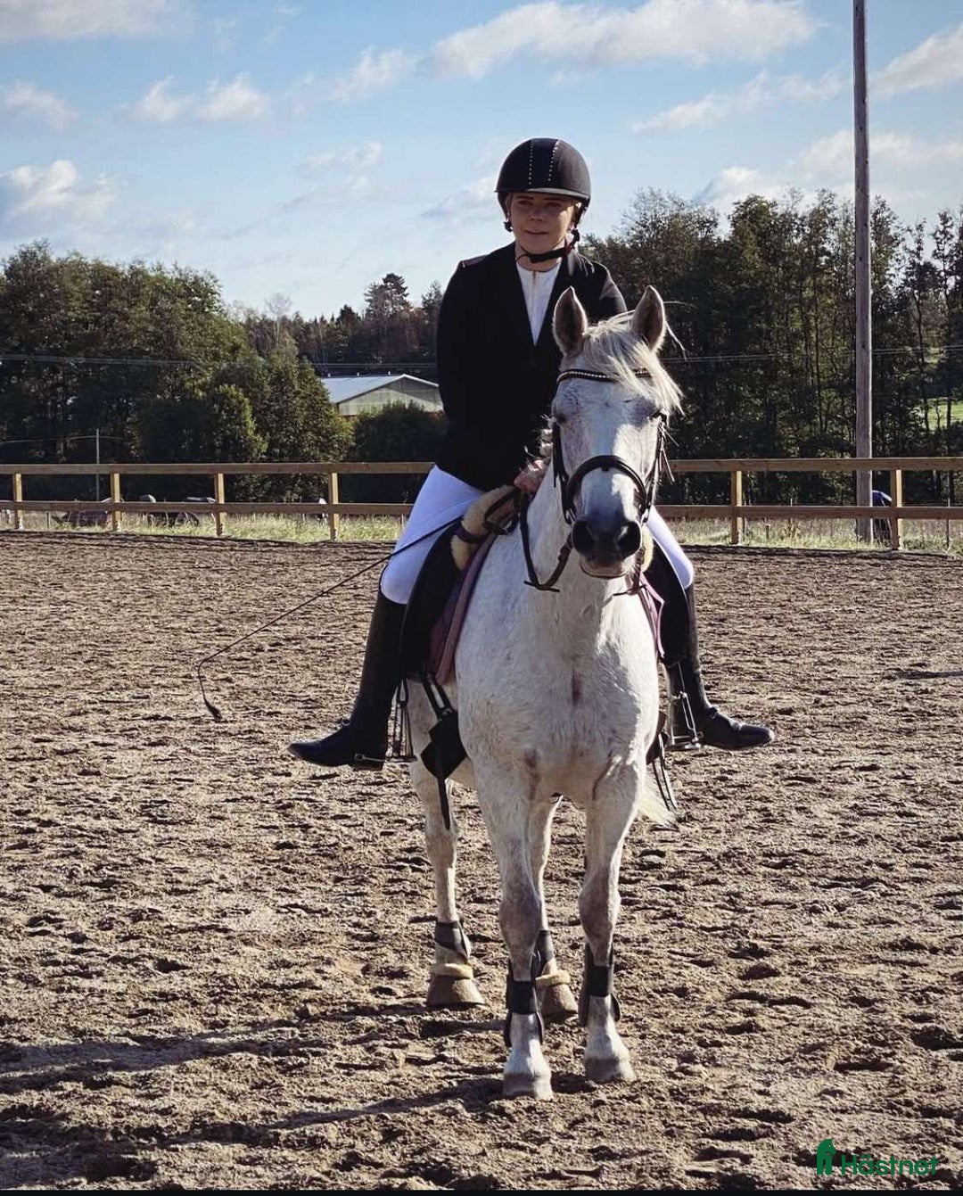 Allround hästar till salu: Allround Connemara ponny i Järna - Annons 4