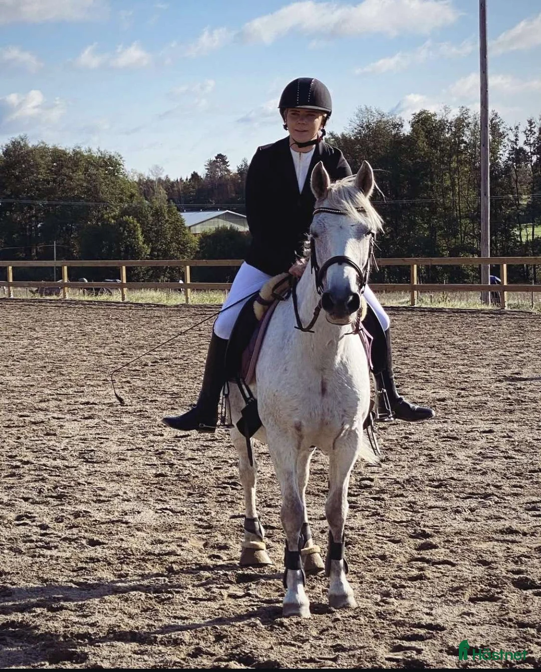 Allround hästar till salu: Allround Connemara ponny i Järna - Annons 4