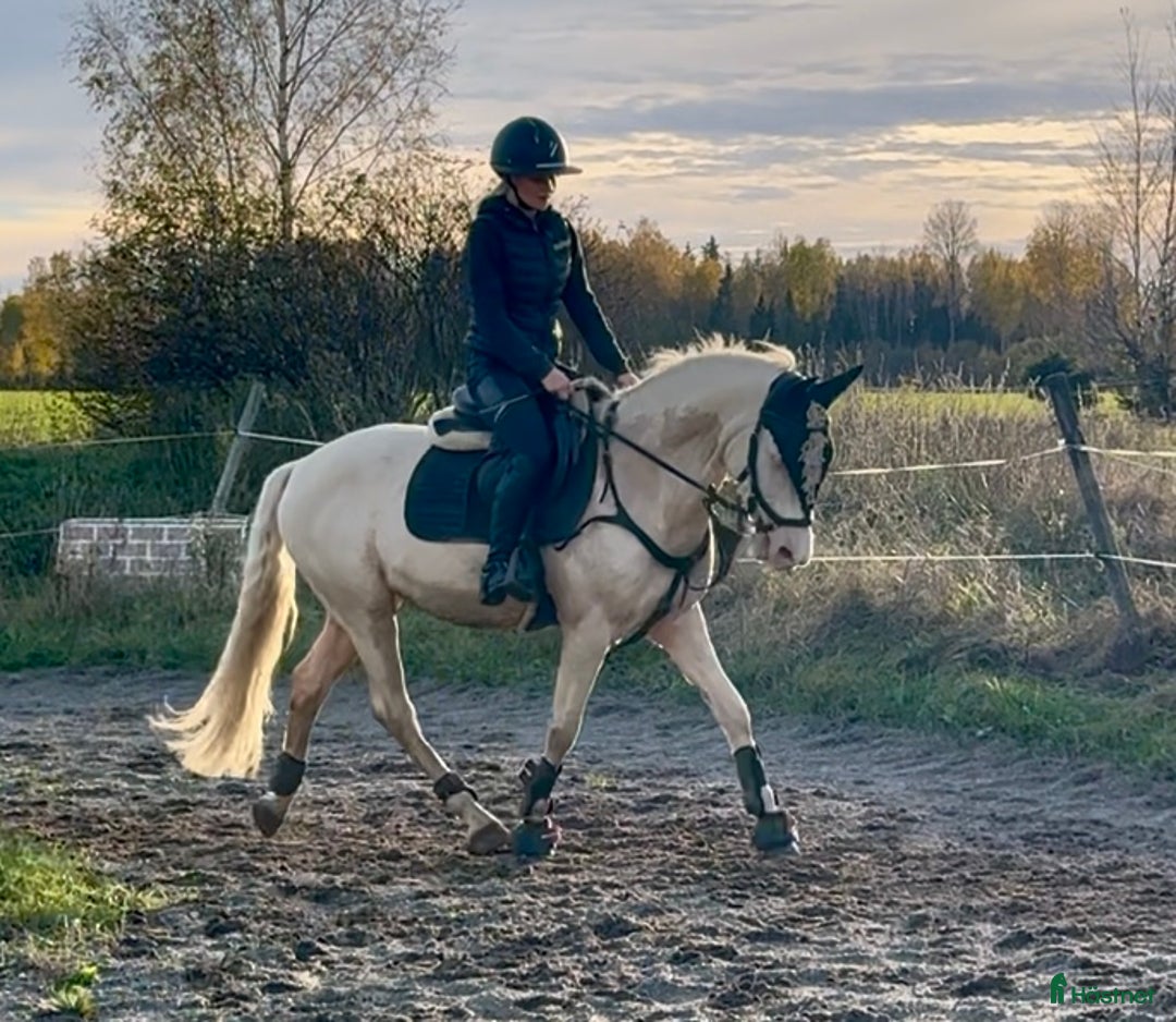 Allround hästar till salu: En riktig blickfångare  i Västerfärnebo - Annons 4
