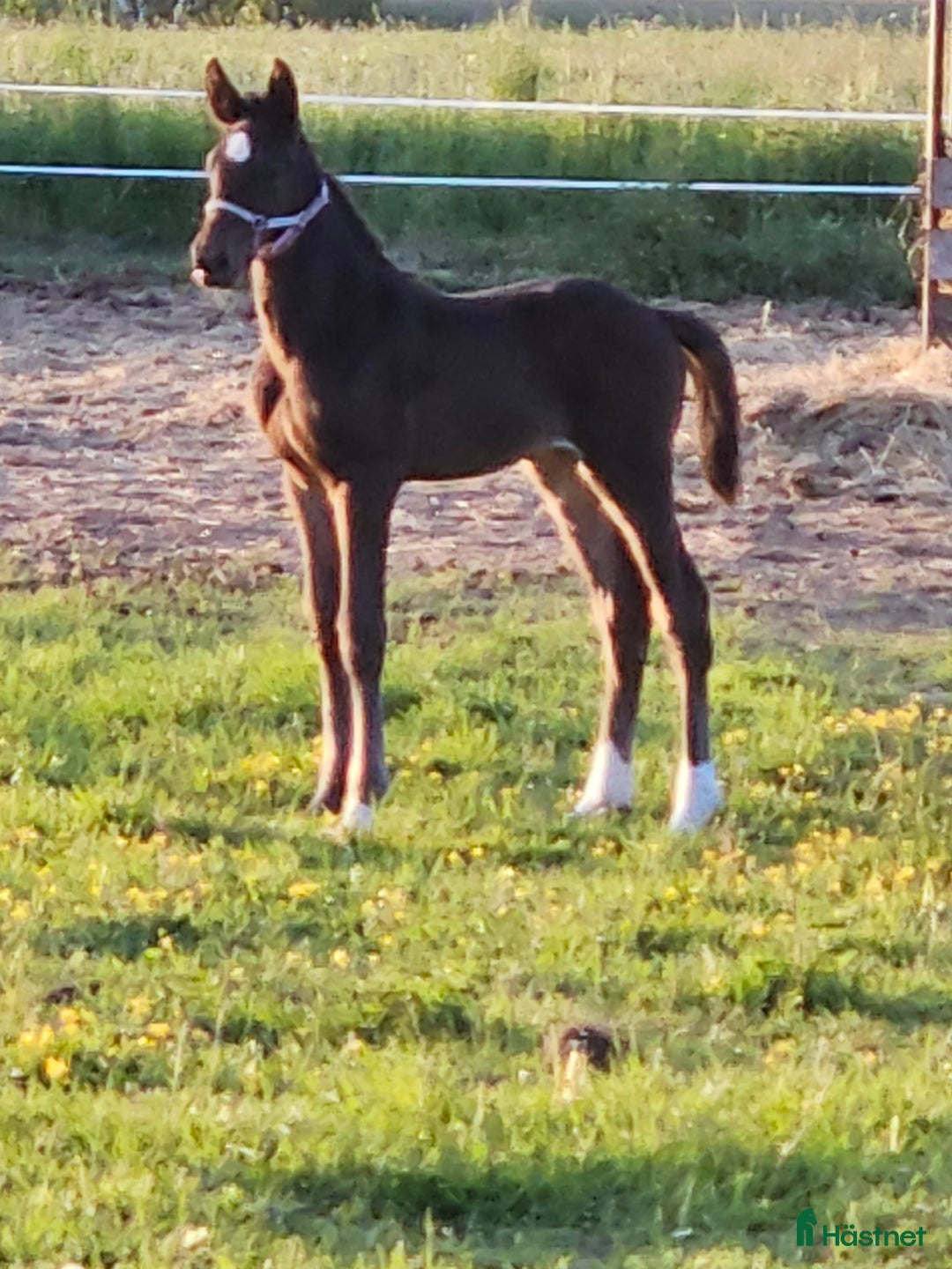 Dressyr hästar till salu: Blivande dressyr sto i Söderåkra - Annons 2