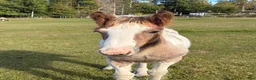 Allround hästar till salu: Dräktigt irish cob sto med stoföl vid sida  - Annons 7