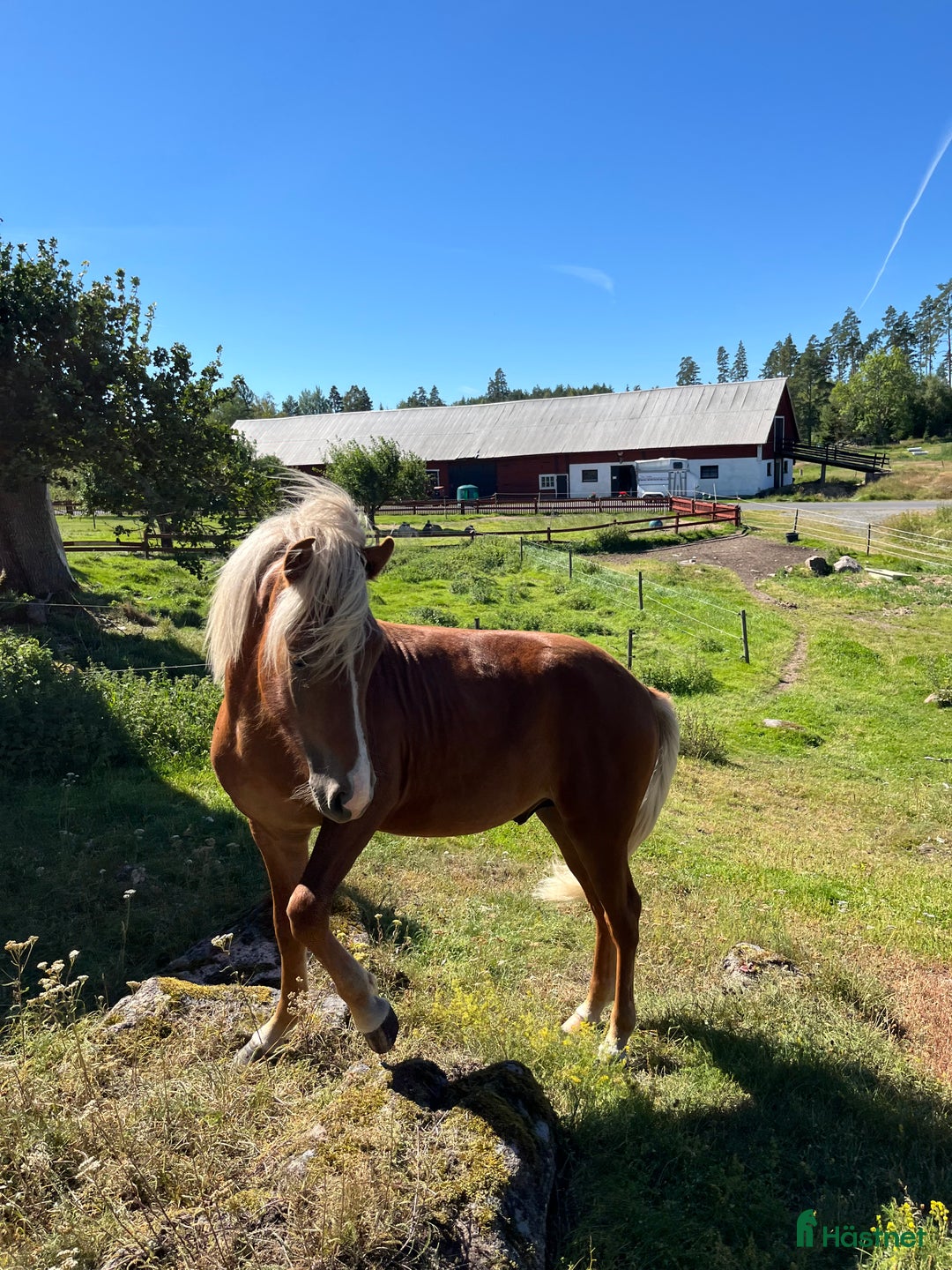 Island hästar till salu: Snäll charmig och snygg hingst i Nässjö - Annons 5