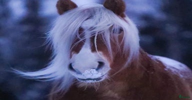  hästar i Järpen - Annons 14