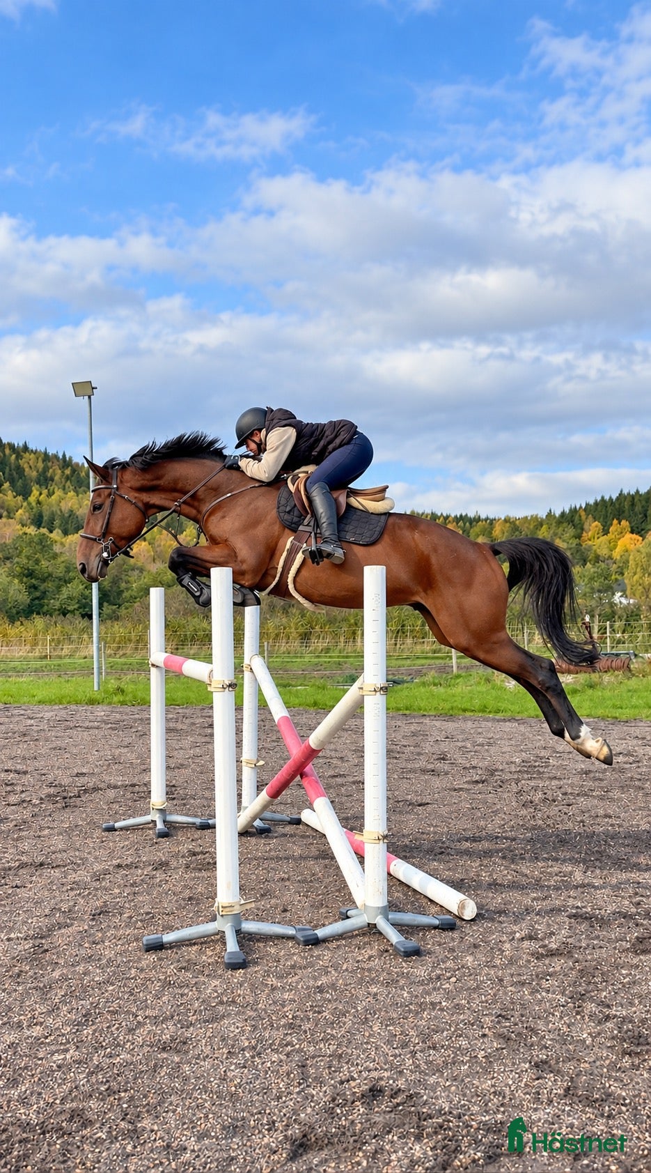 hästar Unghäst med potential 🌟 - Annons 5
