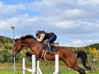 hästar Unghäst med potential 🌟 - Annons 5