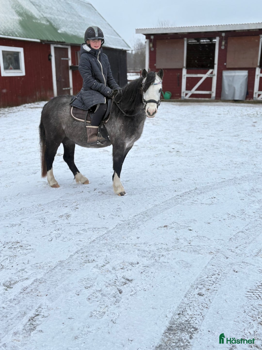 Allround hästar till salu: Welshmountainsto född 2022 i Linköping - Annons 3