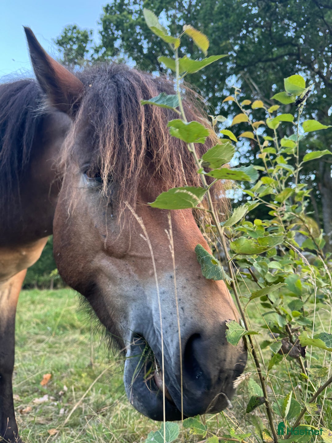 Island hästar till salu: Världens mysigaste 3 åring - en klok herre i Alvesta - Annons 1