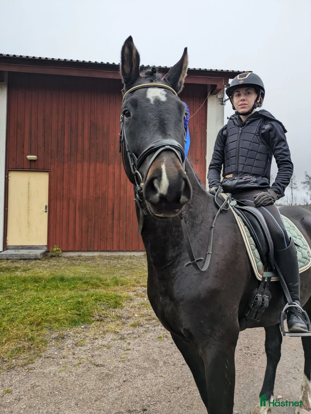 Allround hästar till salu: Mysigaste hästen som älskar människor - Annons 2