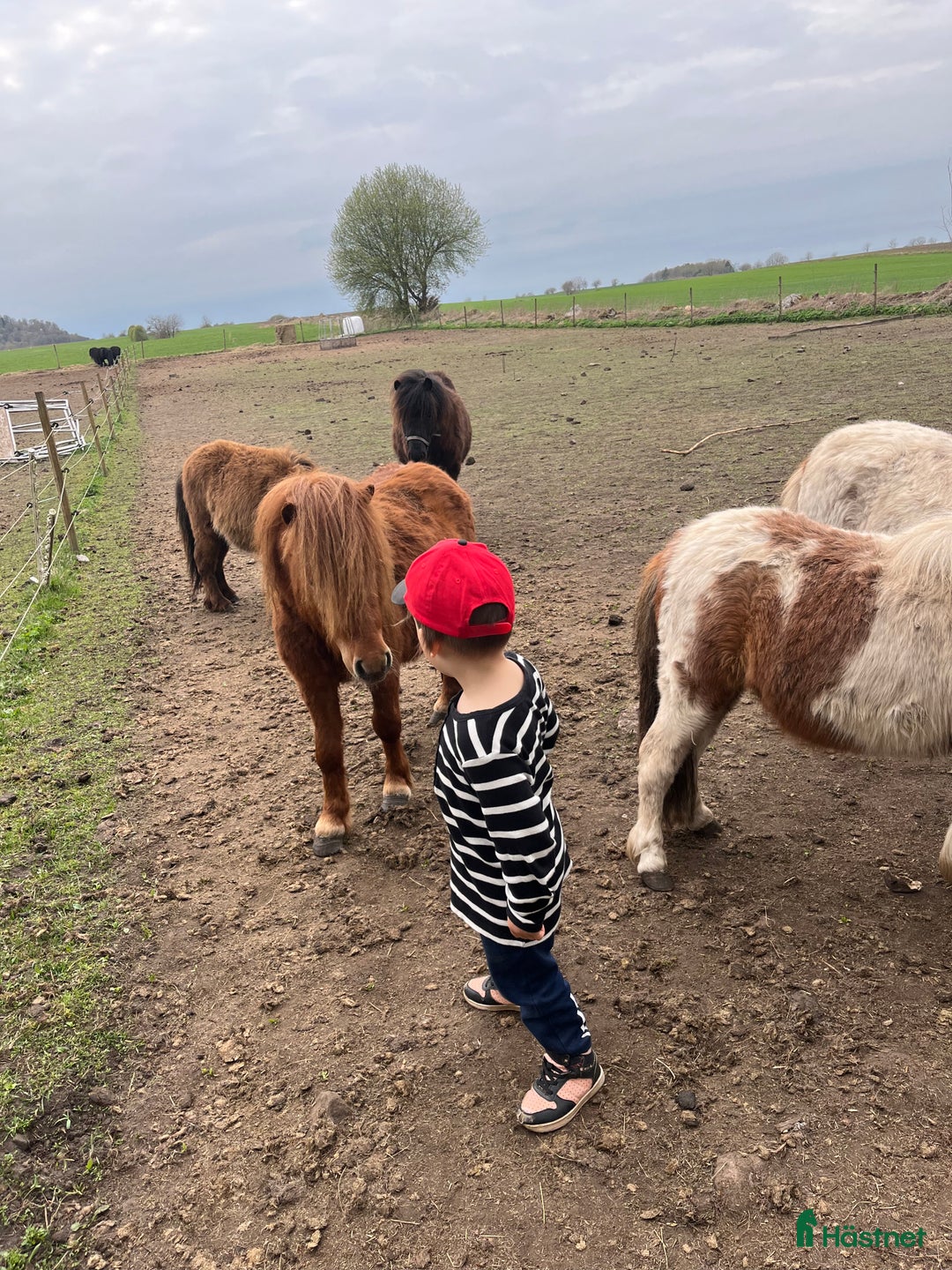 Övrigt hästar till salu: Minishetlandhingst  i Falköping - Annons 12