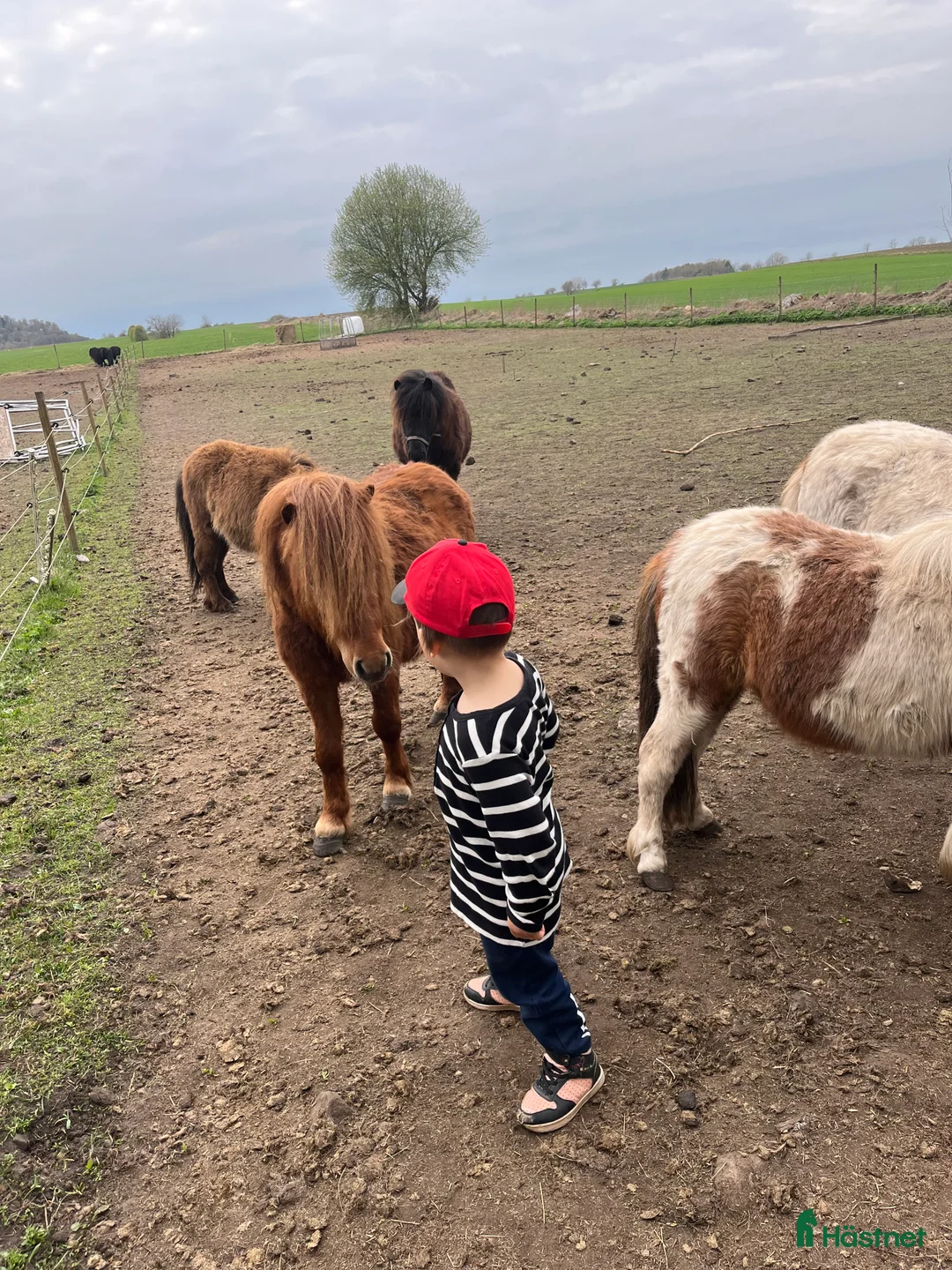 Övrigt hästar till salu: Minishetlandhingst  - Annons 12