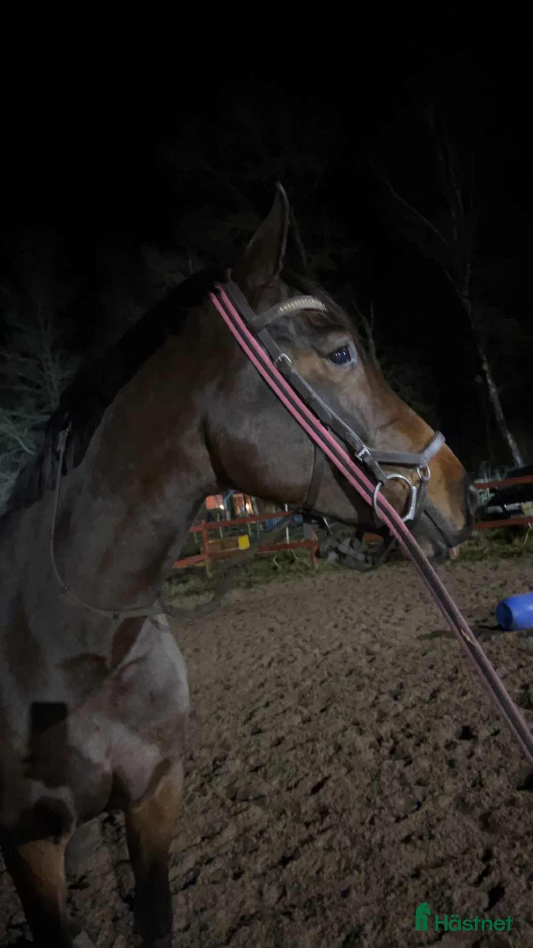 Hoppning hästar till salu: Swb sto - Annons 7