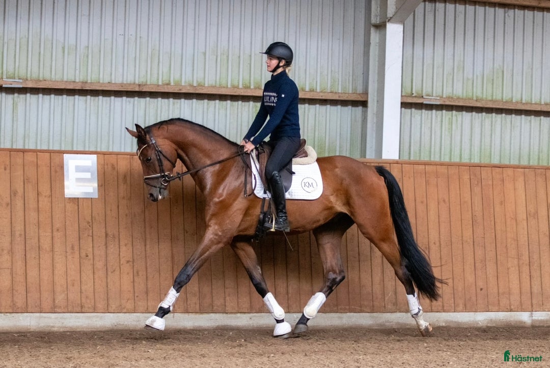 Dressyr hästar till salu: Fin unghest med kvalitet i Sulsted - Annons 4
