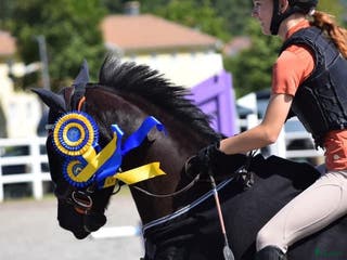 hästar Sockersöt tävlingsponny kat.C - Annons 18