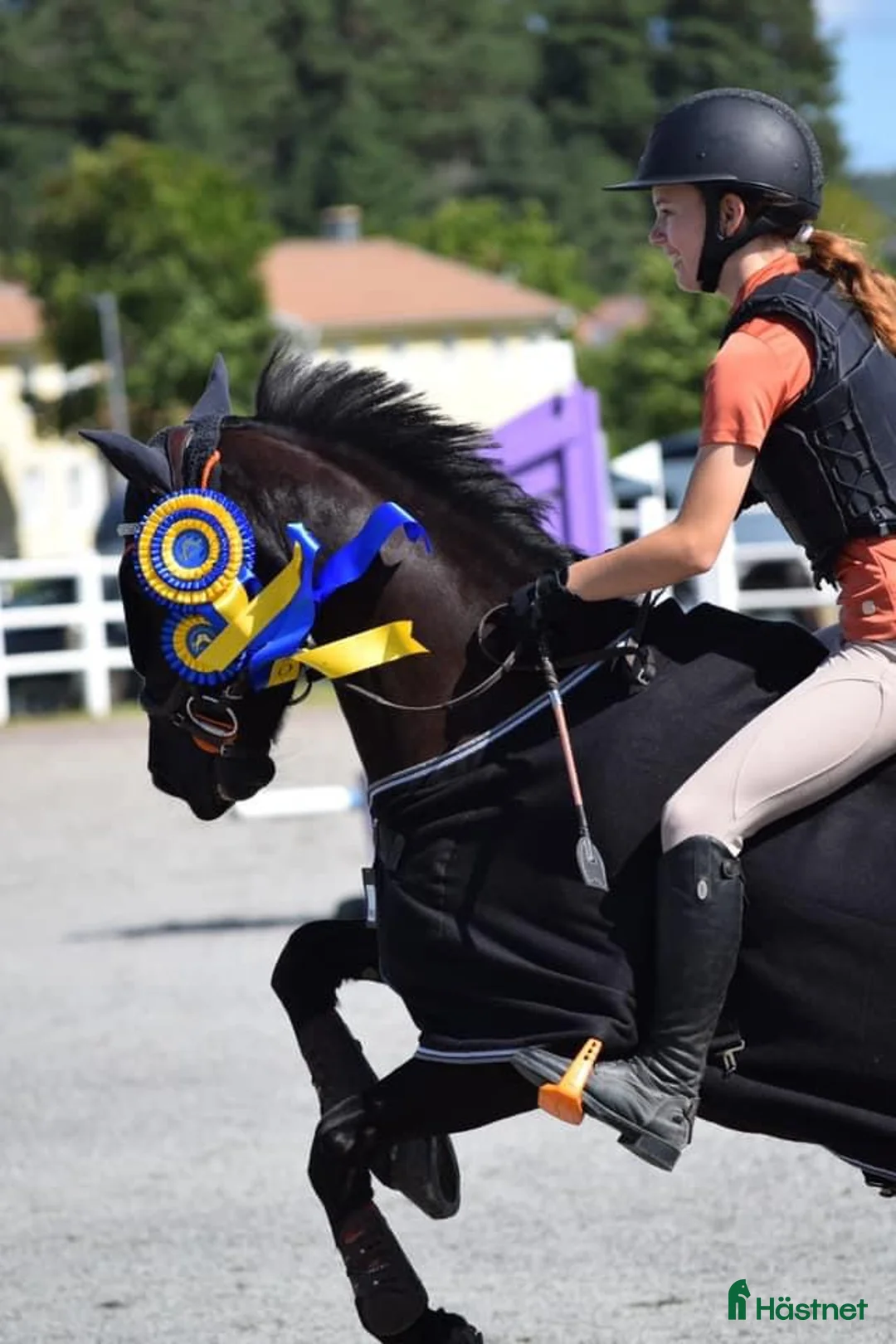 Hoppning hästar till salu: tävlingsponny kat.C (nedsatt pris tom v9) - Annons 1