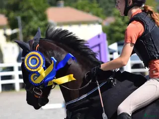 hästar Sockersöt tävlingsponny kat.C - Annons 15