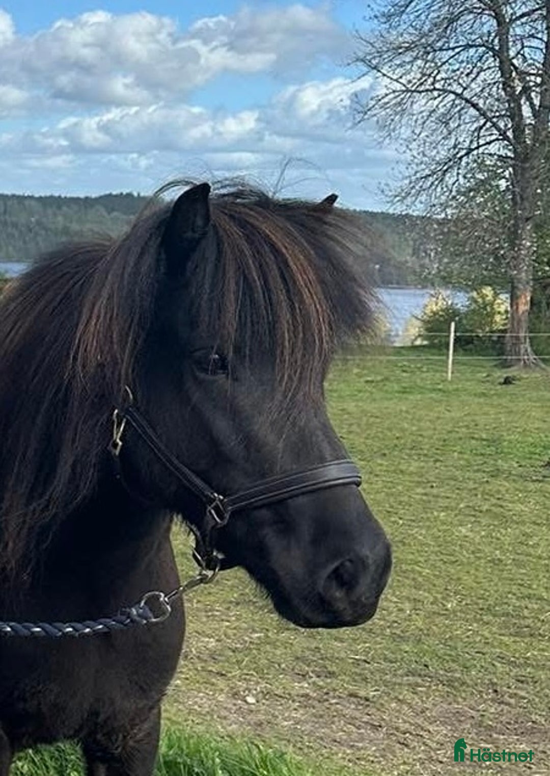 Island hästar till salu: Islandsto ev 🔁 i Grästorp - Annons 1