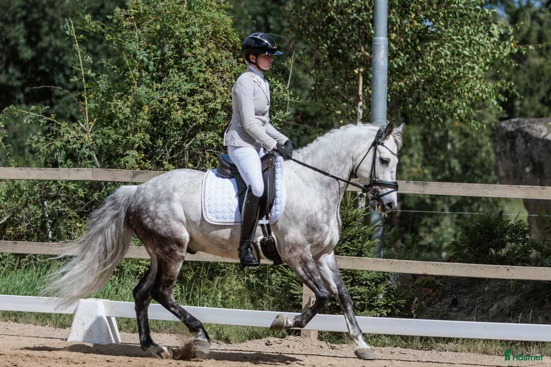 Allround hästar till salu: Valack med utstrålning🦄 - Annons 1