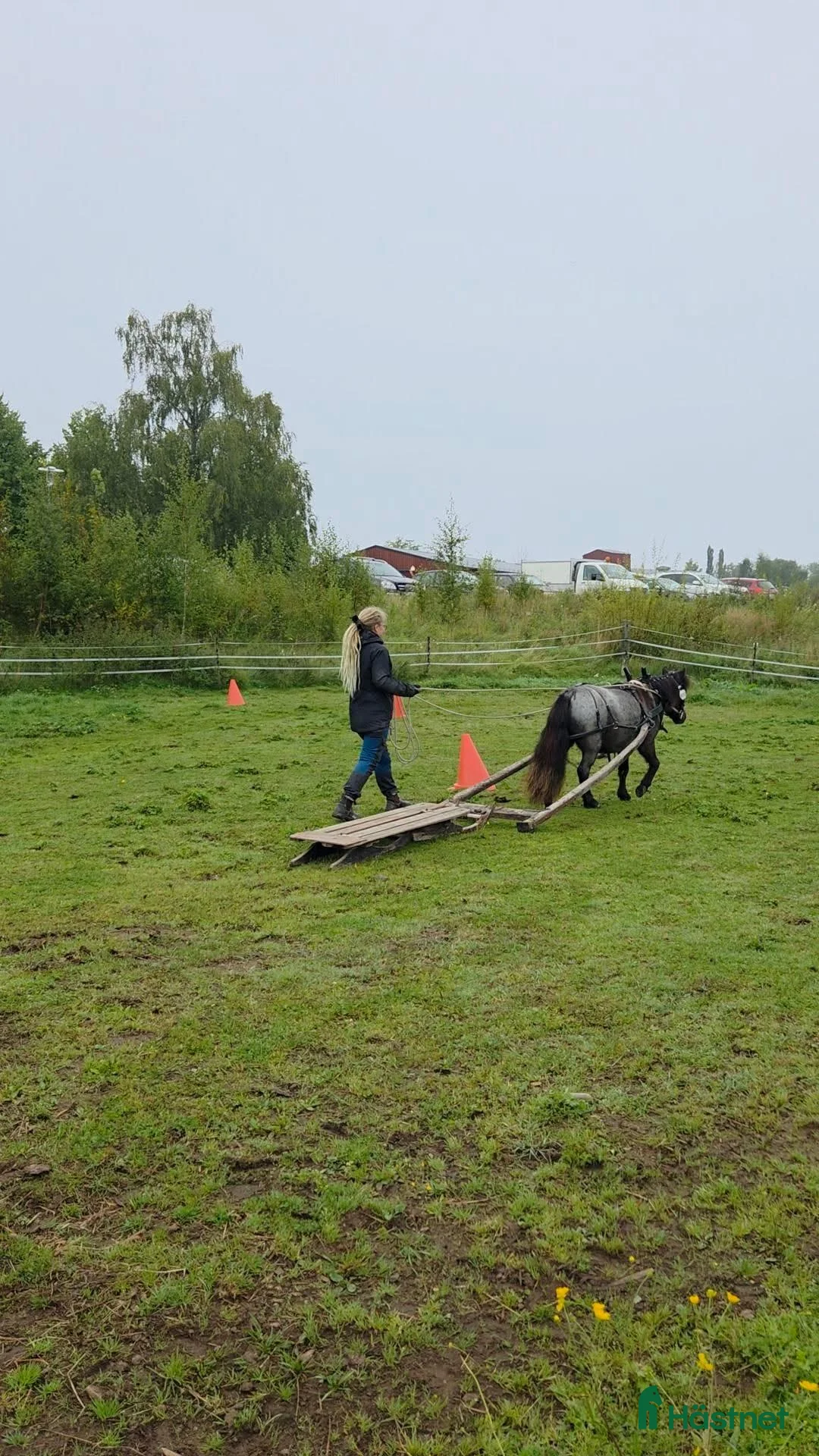 Körning hästar till salu: Väl inkörd valack. Bruks/ponnytrav. - Annons 7