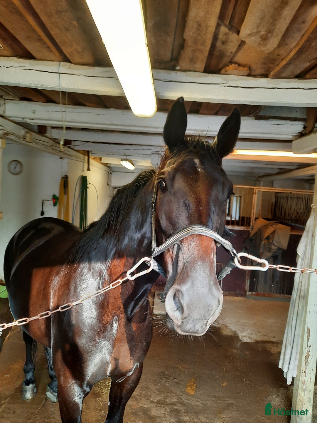 Allround hästar till salu: Hobby häst i Nossebro - Annons 3