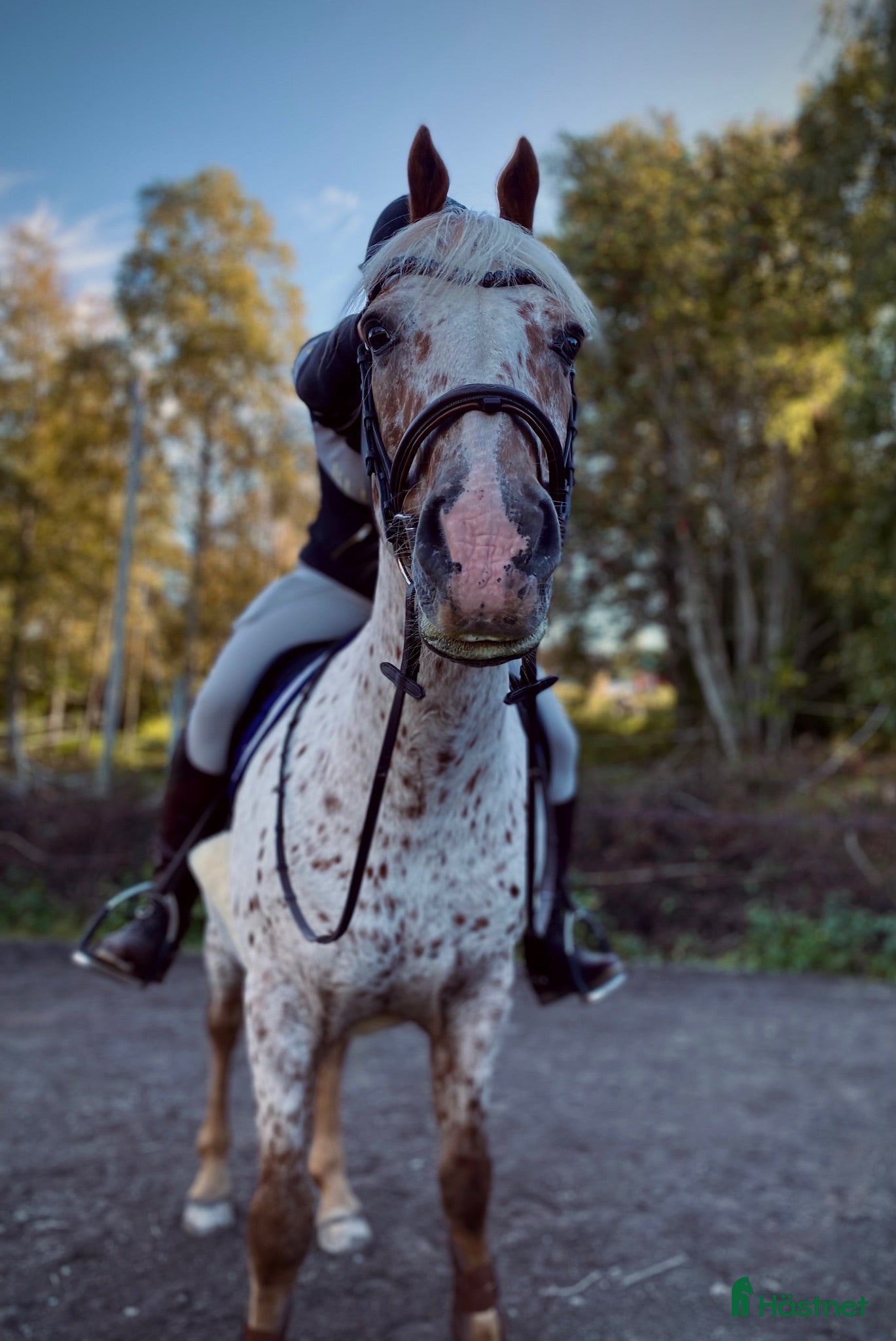  stallplats Lediga stallplatser! - Annons 10