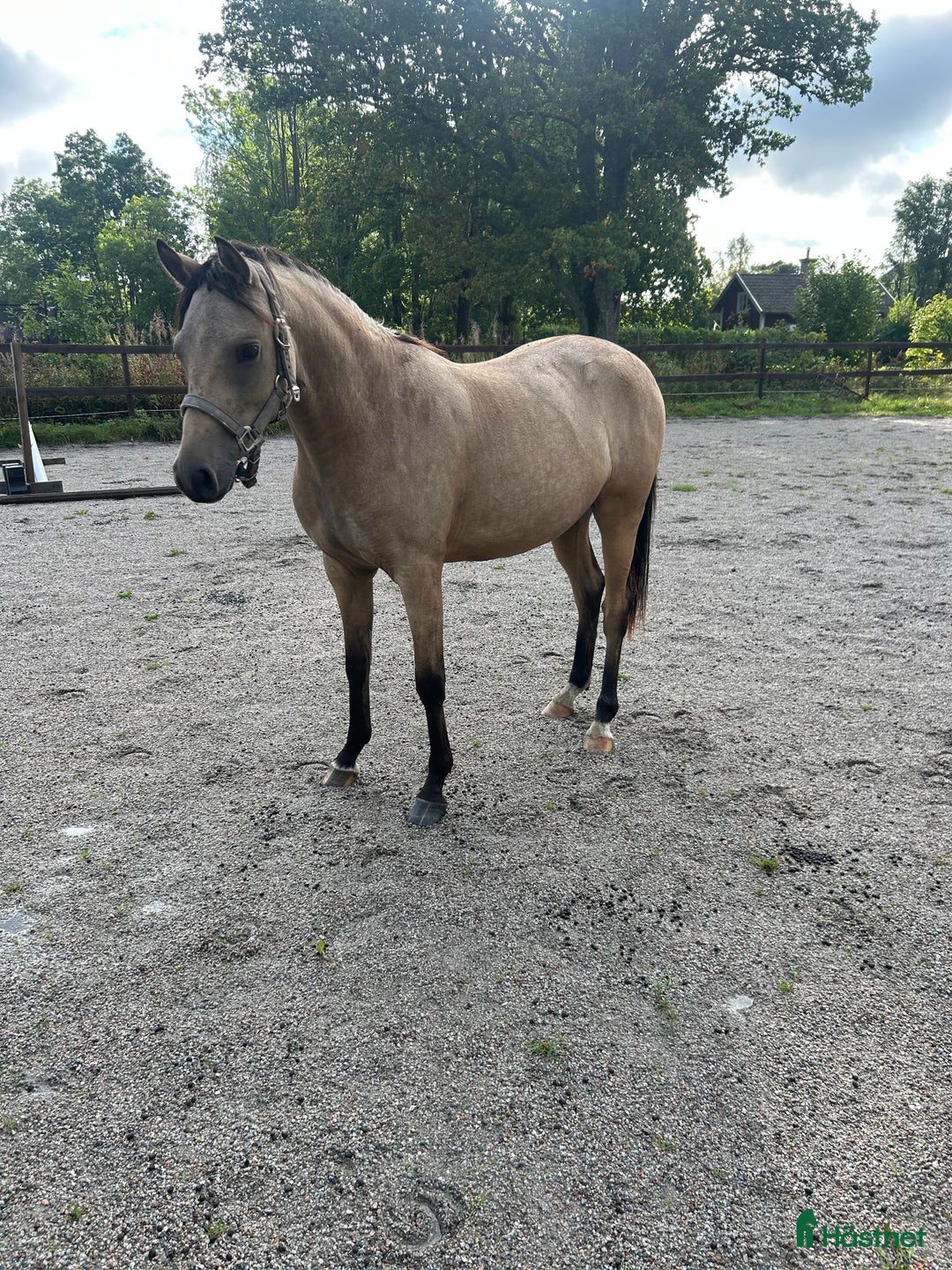 Allround hästar till salu: Fin dubbeltalang med prestationsstam i Vintrosa - Annons 5