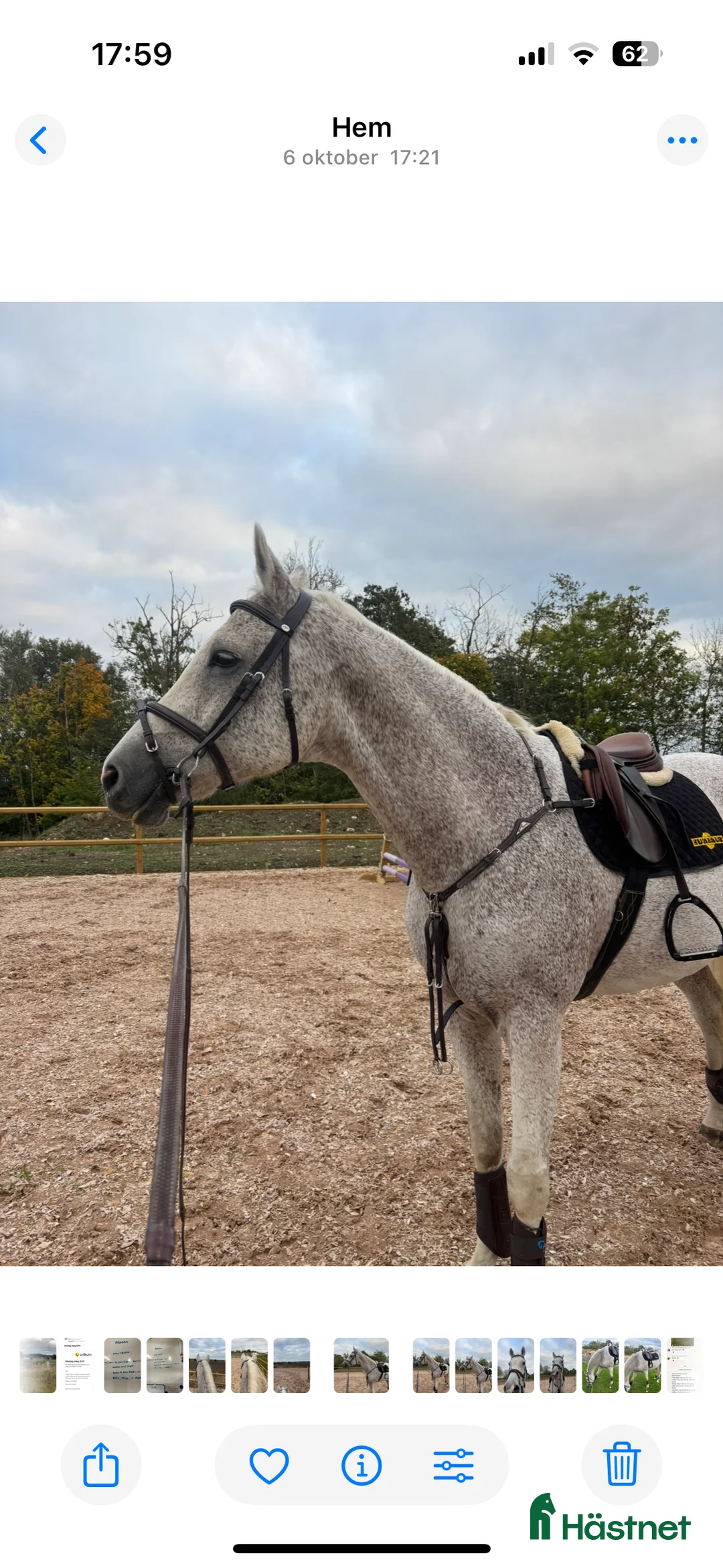  foderhäst finnes: Söker fodervärd till min prins i Sjöbo - Annons 1