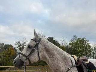 foderhäst Söker fodervärd till min prins i Sjöbo - Annons 7