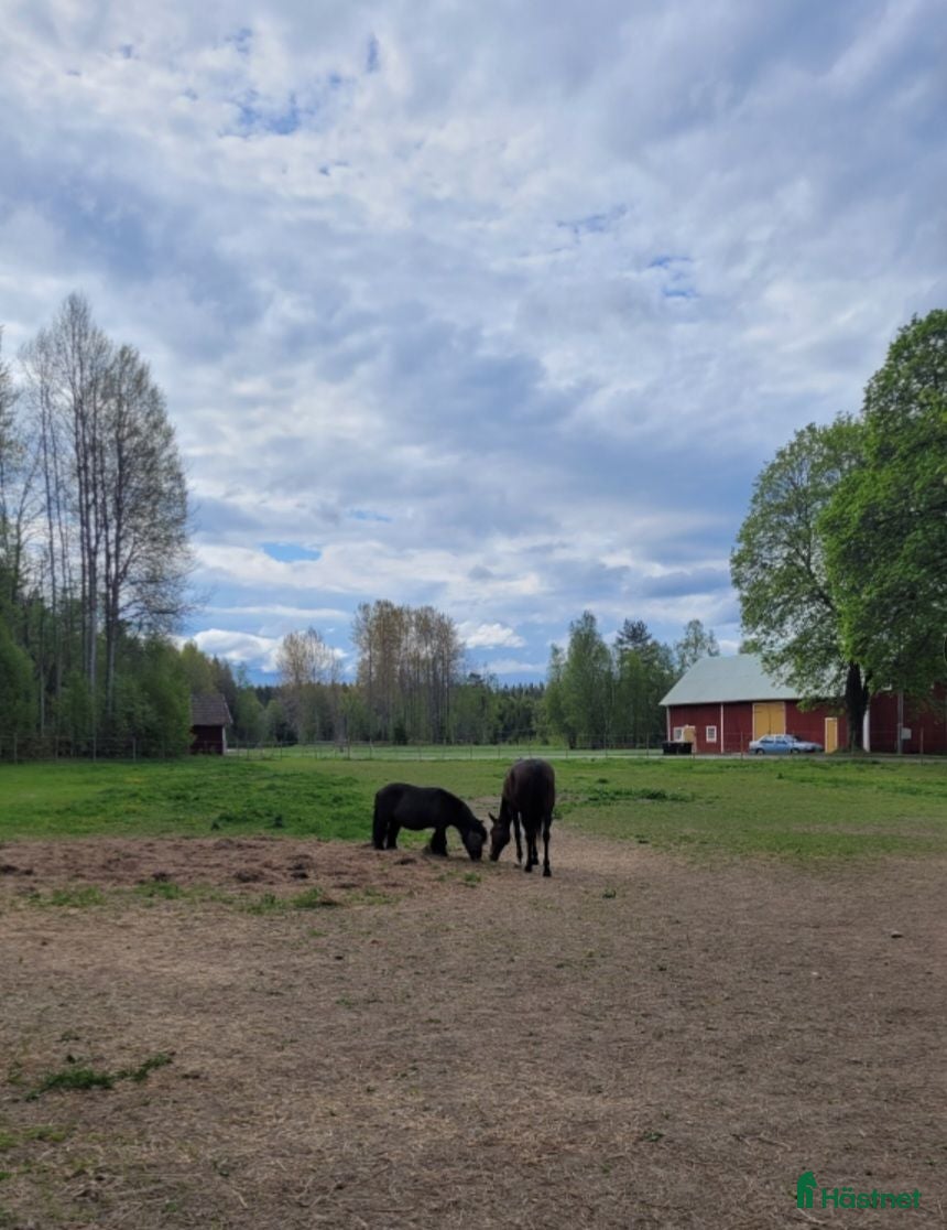  hästar Ny bästa vän sökes - Annons 2