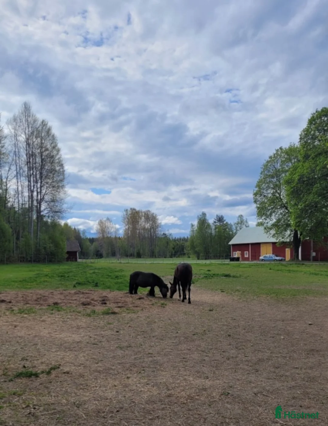 Allround hästar sökes: Ny bästa vän sökes i Zinkgruvan - Annons 1