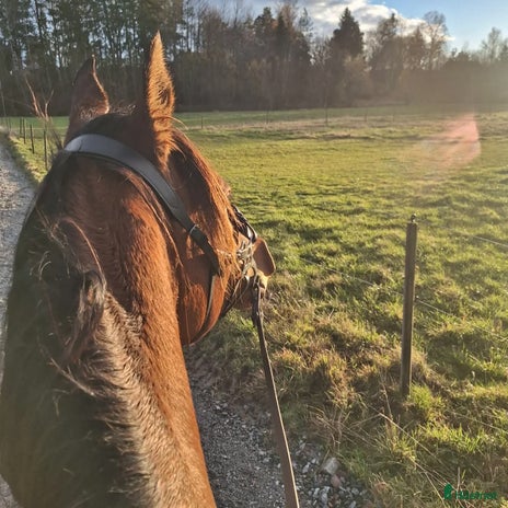medryttarhäst finnes i Vallentuna - Annons 2
