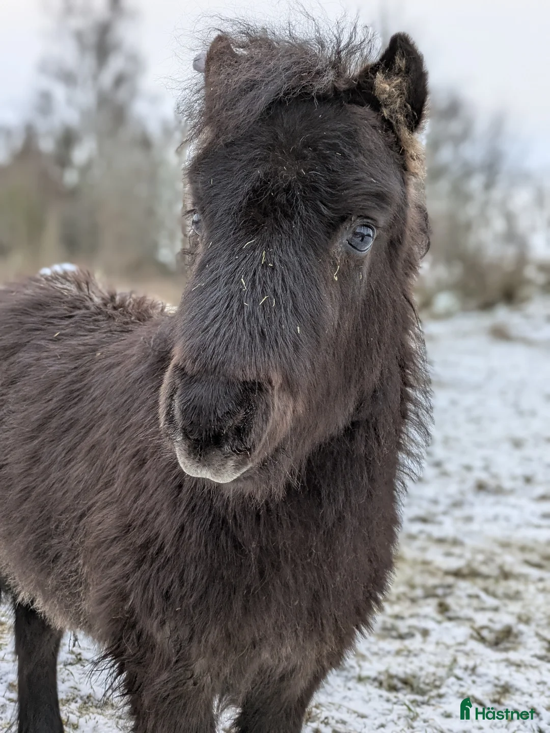 Allround hästar till salu: MYCKET socialt hingstföl - Annons 2
