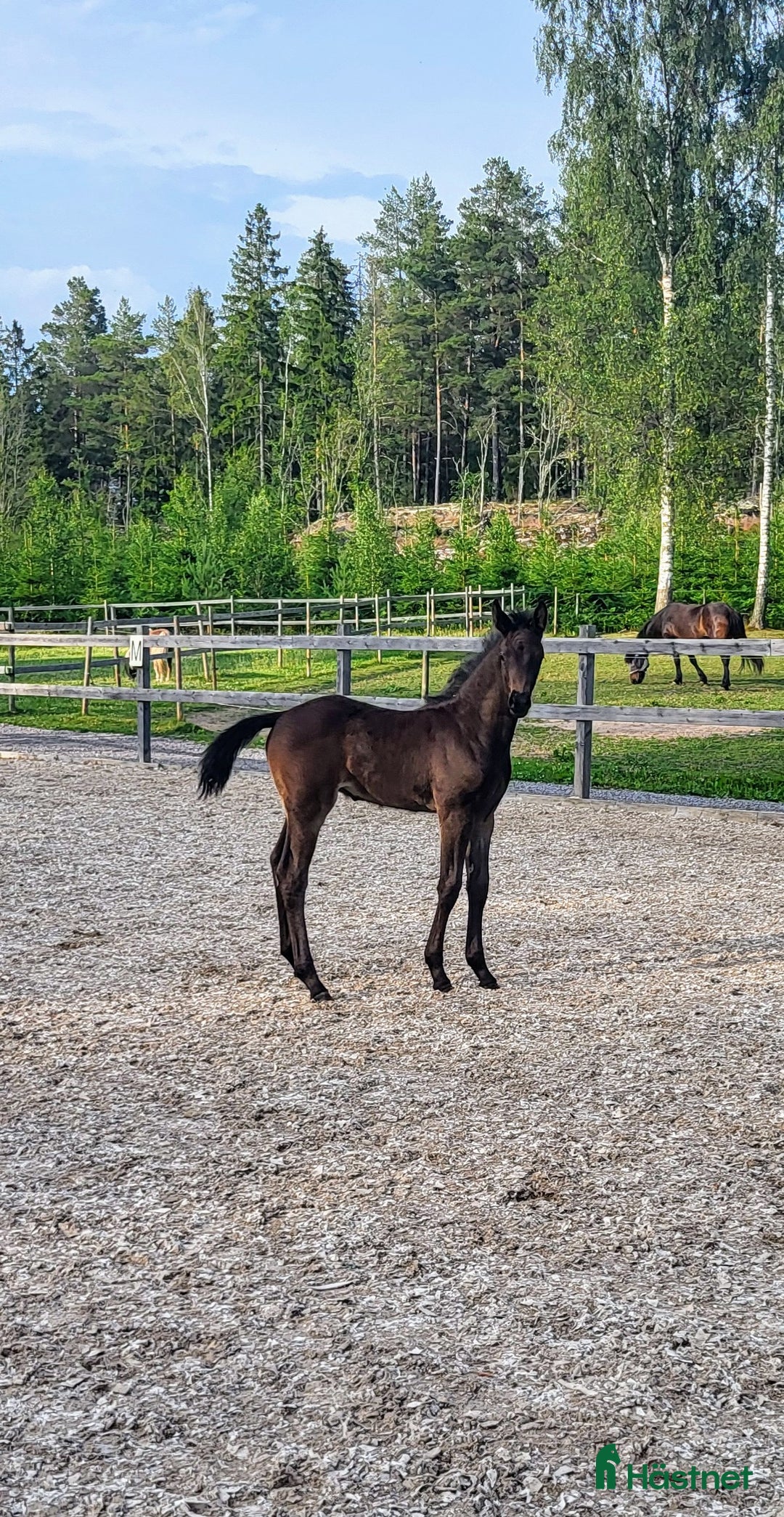 Hoppning hästar till salu: Vackert hingstföl efter Mr Vain  i Mjölby - Annons 5