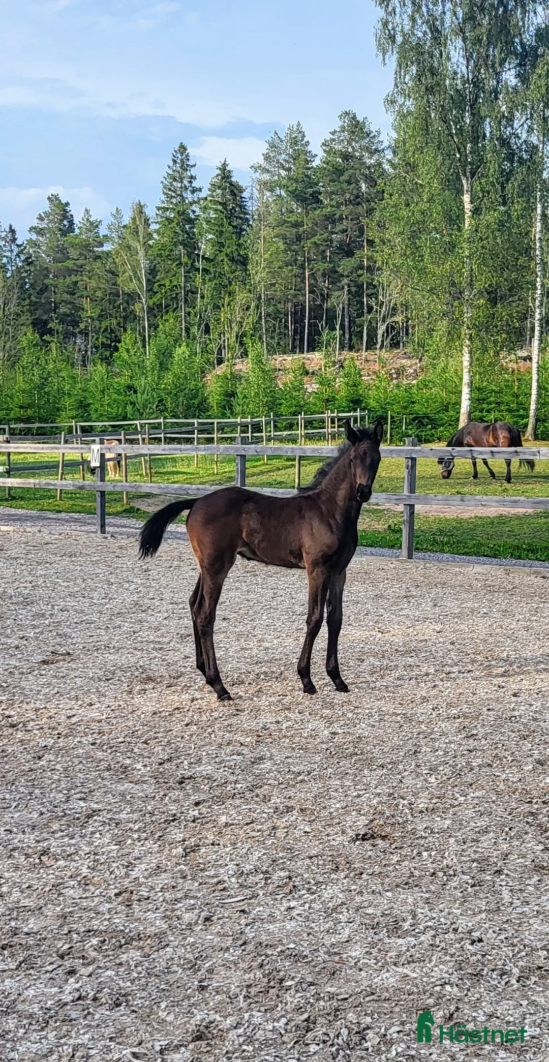 Hoppning hästar till salu: Vackert hingstföl efter Mr Vain  - Annons 5