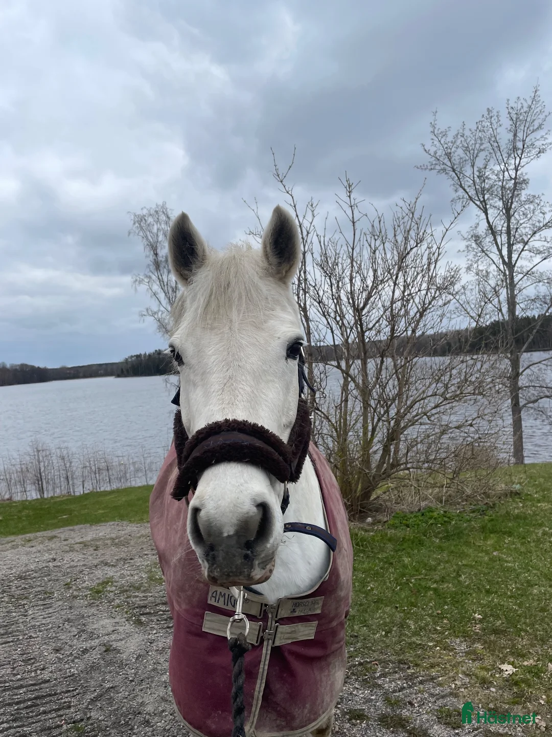 Allround hästar sökes: Medryttare sökes - Annons 2