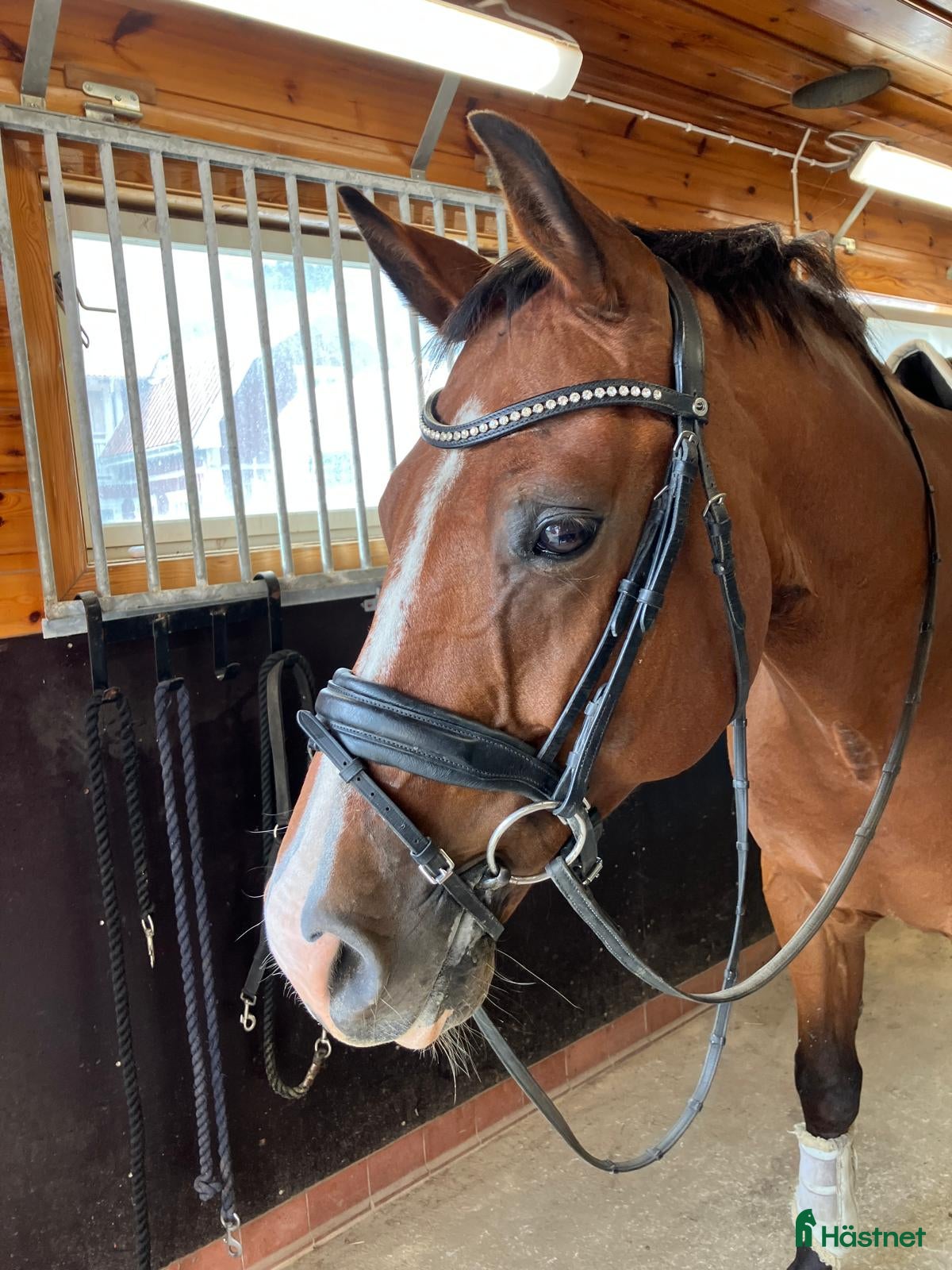 Dressyr hästar till salu: Välutbildad Dressyrhäst - Annons 1