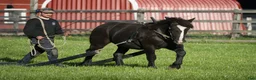 Allround hästar till salu: Grundkörd Svart Ardenner valack  - Annons 3
