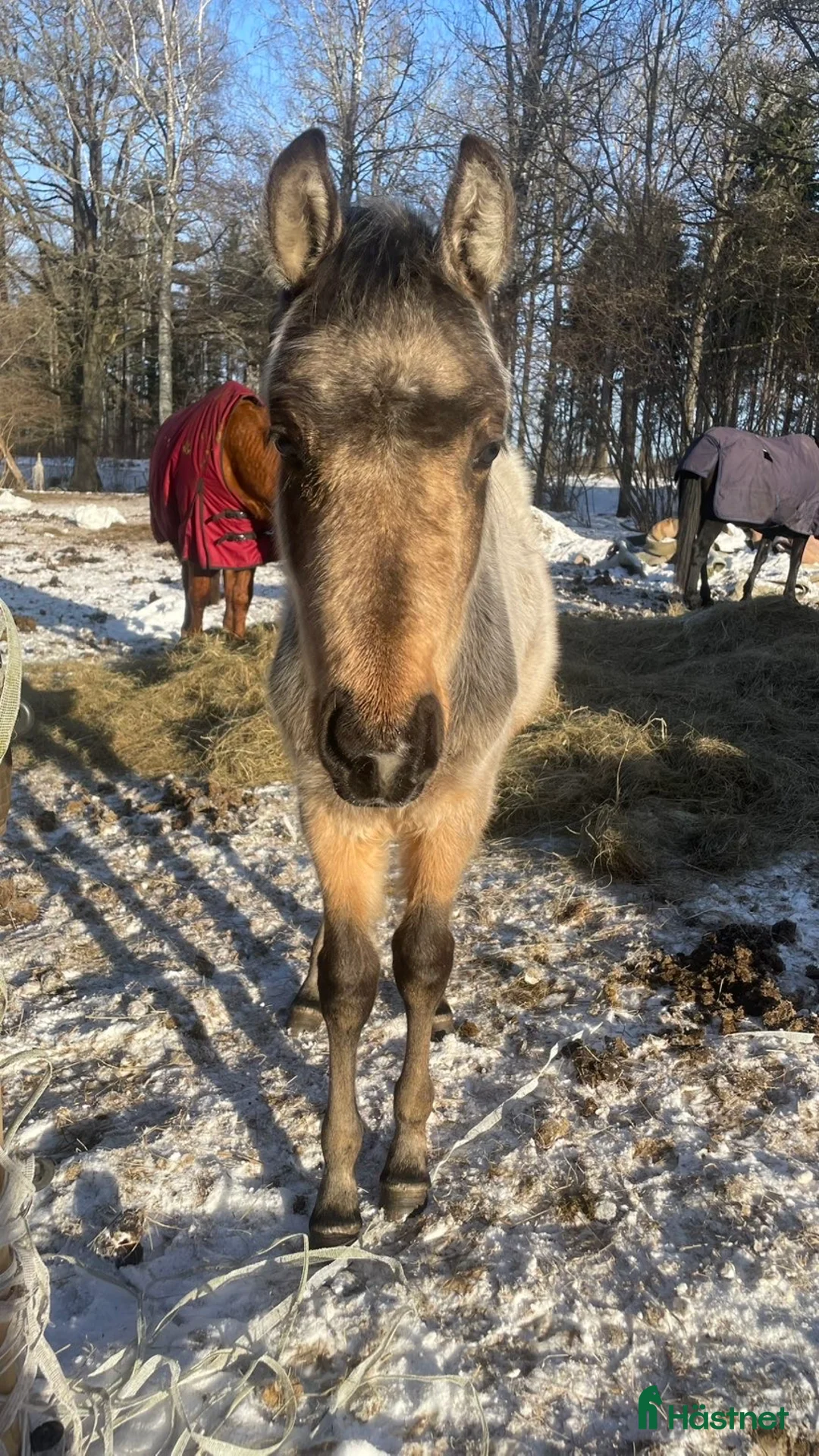 Allround hästar till salu: Charmig tjej  - Annons 2