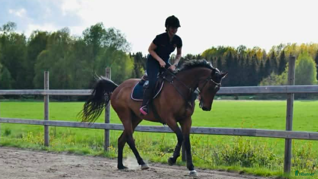  hästar Riktigt fin allround häst  - Annons 13