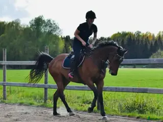 hästar Riktigt fin allround häst - Annons 13