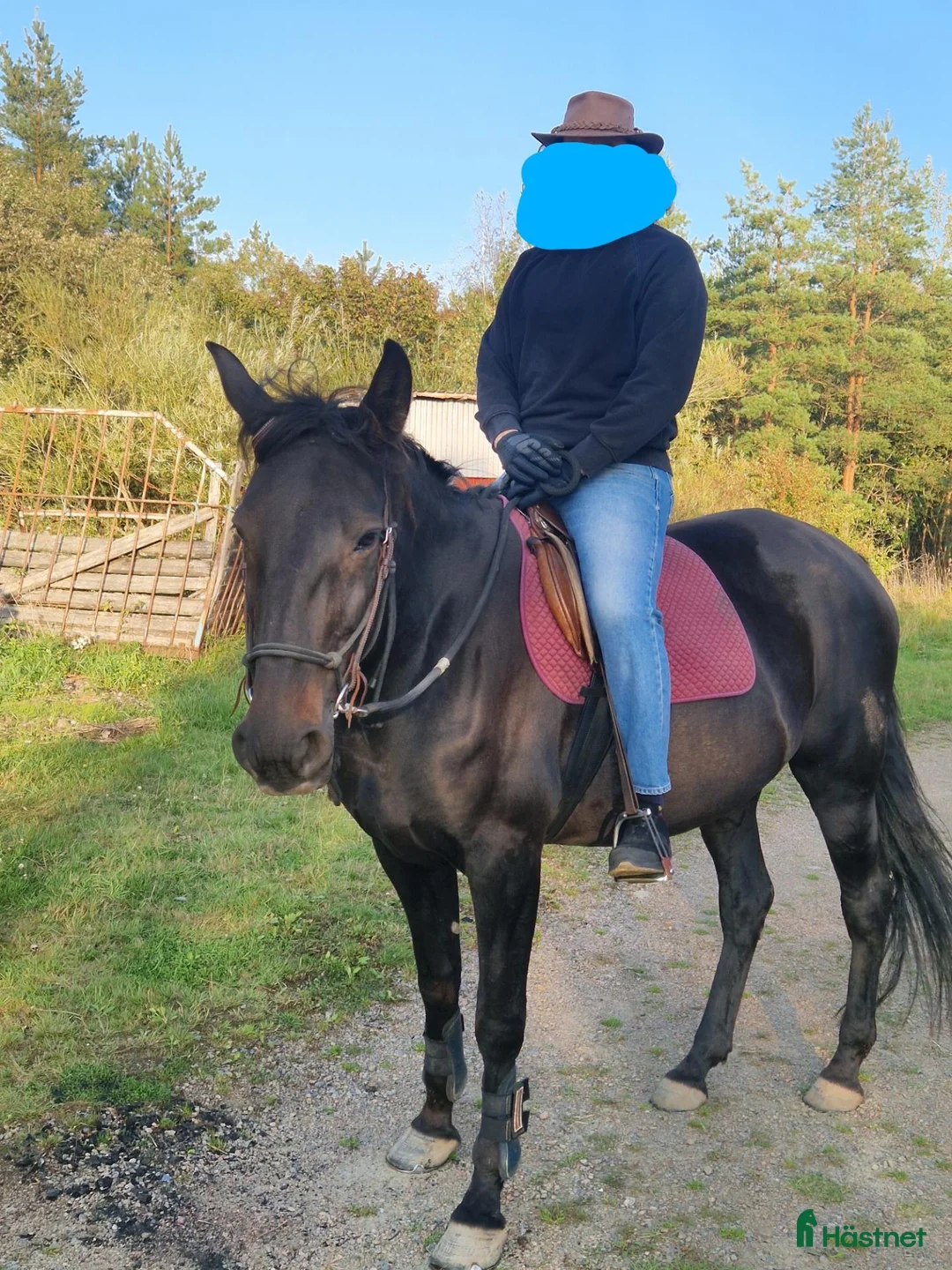 Allround hästar till salu: Stabil ridtravare - Annons 2