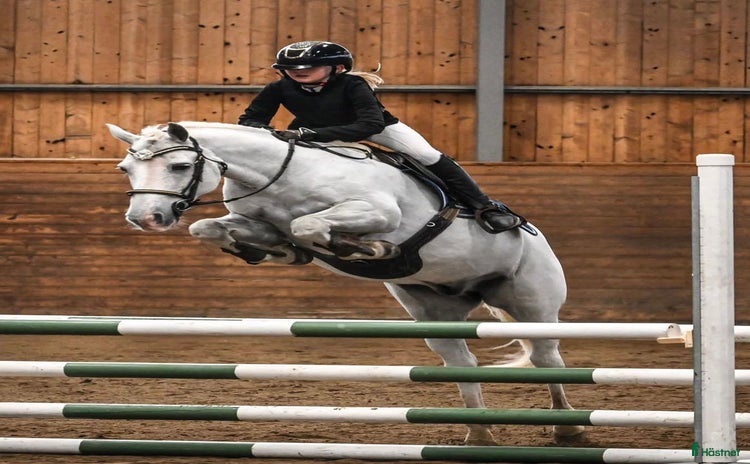  hästar i Lyckeby - Annons 16
