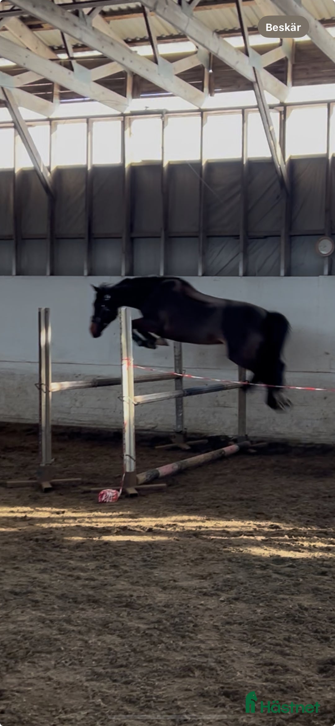 Allround hästar till salu: Snäll och pigg maxad c-ponny i Umeå - Bild 4