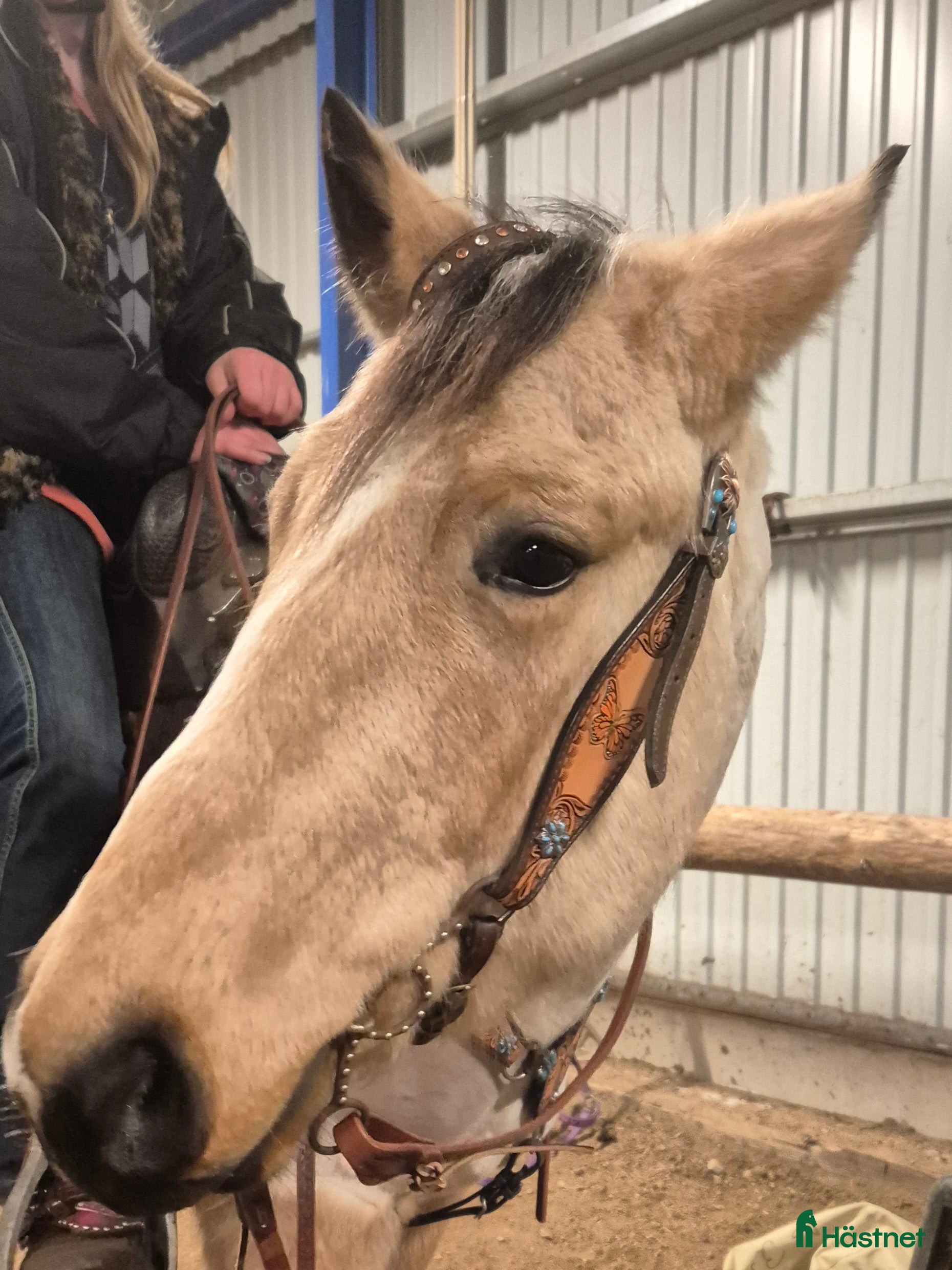  hästar Blivande bästa kompis - Annons 11