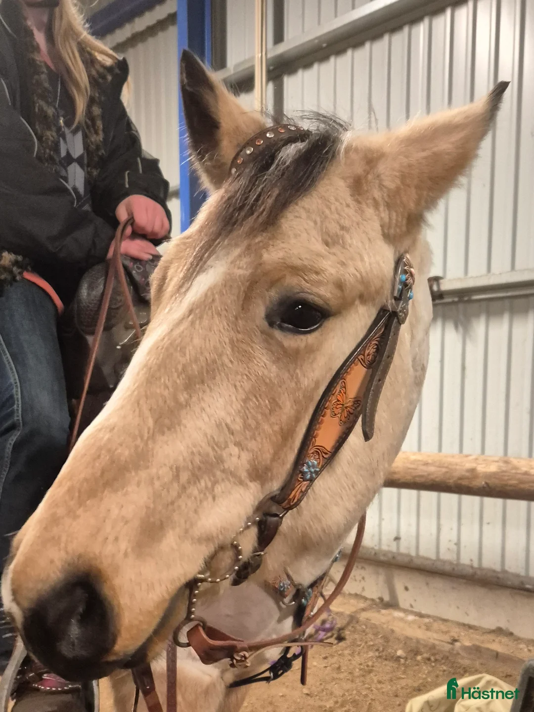 Western hästar till salu: Blivande bästa kompis - Annons 1