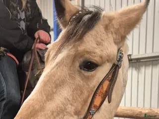 hästar Blivande bästa kompis - Annons 11