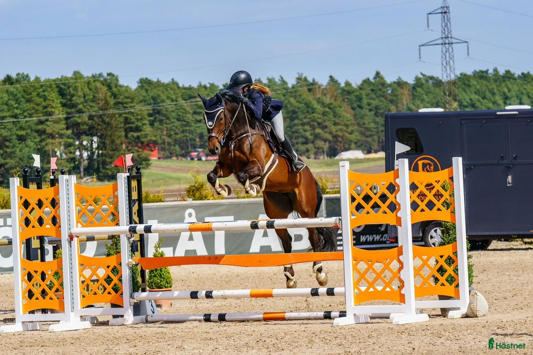  hästjobb finnes: Behöver du hjälp med din häst/ponny? 🫶🏻 i Ystad - Annons 1
