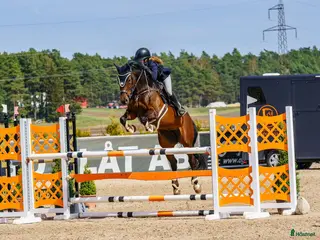 hästjobb Behöver du hjälp med din häst/ponny? 🫶🏻 - Annons 3