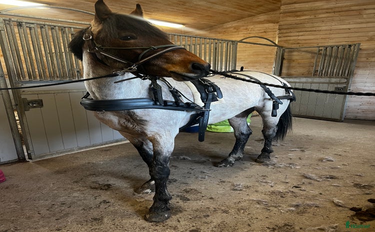 Körselar körning till salu: Ideal Lux Maratonsele – COB, som ny i Västerås - Annons 17