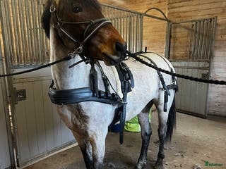 Körselar körning till salu: Ideal Lux Maratonsele – COB, som ny i Västerås - Annons 4